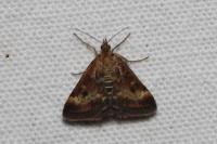 Pyrausta despicata