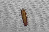 Oncocera semirubella