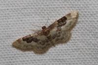 Idaea rusticata