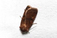 Xestia xanthographa