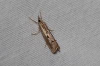 Agriphila geniculea