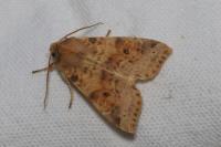 Cirrhia ocellaris