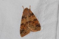 Cirrhia ocellaris