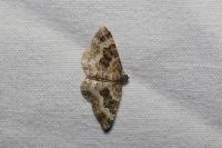 Epirrhoe alternata