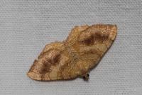 Camptogramma bilineata