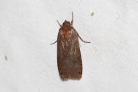 Noctua pronuba