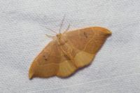 Watsonalla binaria