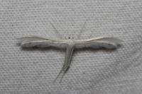 Pterophorus pentadactylus