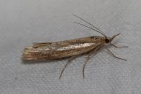 Agriphila tristella