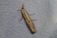 Agriphila inquinatella