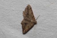 Chiasmia aestimaria