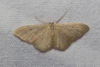 Idaea straminata