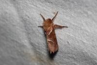 Triodia sylvina
