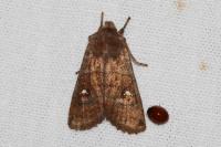 Eupsilia transversa