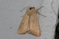 Mythimna vitellina