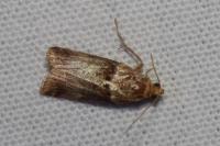Acrobasis tumidana