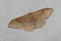 Idaea degeneraria