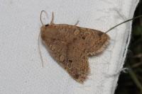 Propenistra laevis