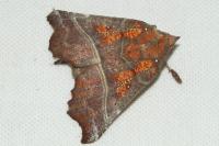 Scoliopteryx libatrix