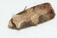 Agrotis puta