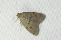 Apaidia mesogona