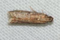 Ephestia