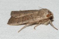 Hoplodrina ambigua