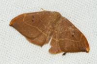 Watsonalla binaria