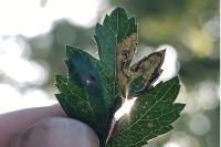 Stigmella regiella