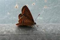 Polyommatus icarus