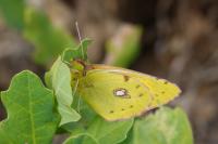 Colias crocea