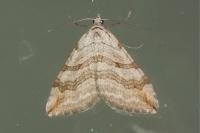 Aplocera efformata