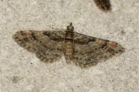 Gymnoscelis rufifasciata