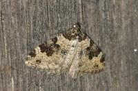 Xanthorhoe fluctuata
