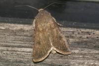 Agrotis segetum