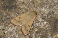 Helicoverpa armigera