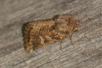 Luperina dumerilii