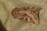 Luperina dumerilii