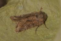 Luperina dumerilii