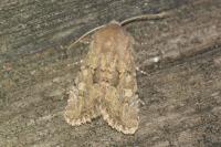 Luperina testacea