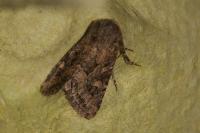 Luperina testacea