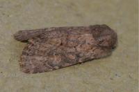 Luperina testacea
