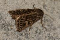 Tholera decimalis