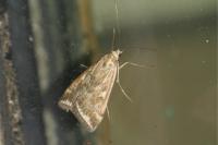 Loxostege sticticalis