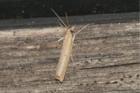 Pediasia contaminella
