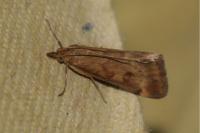 Pyrausta despicata