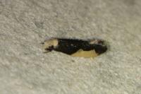 Monopis monachella