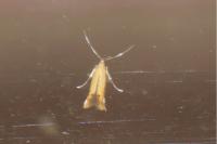 Coptotriche marginea
