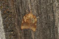 Acleris rhombana