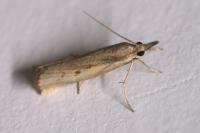 Agriphila geniculea